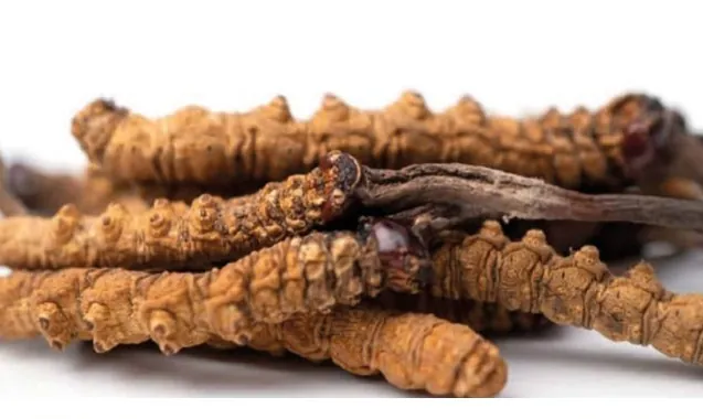 Hongo Cordyceps