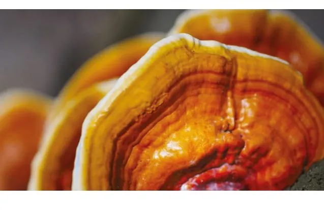 Hongo Excellium