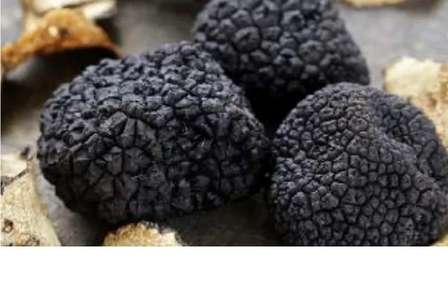 Trufas negras frescas